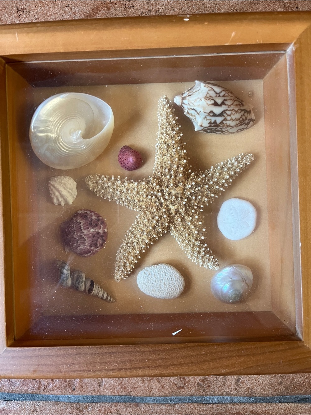 Wooden Framed Seashell and Starfish Display